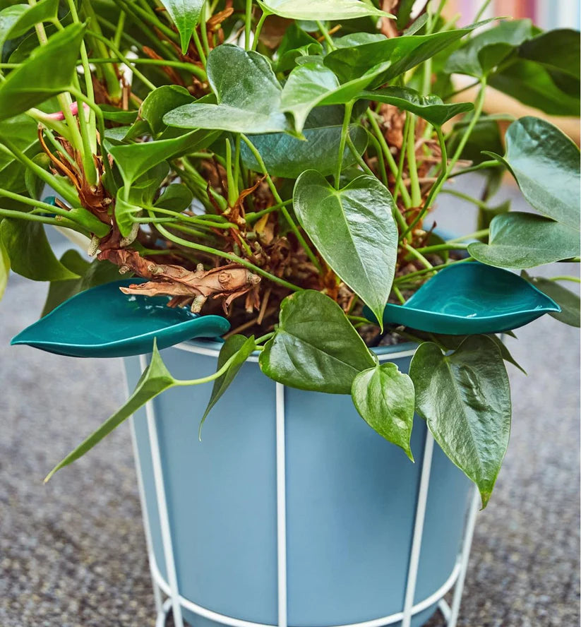 WaterLeafs: Dé Tool die Elke Plantenliefhebber Moet Hebben! 3+3 gratis