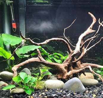 Spiderwood - De magie van aquascaping!