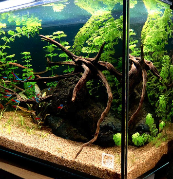 Spiderwood - De magie van aquascaping!