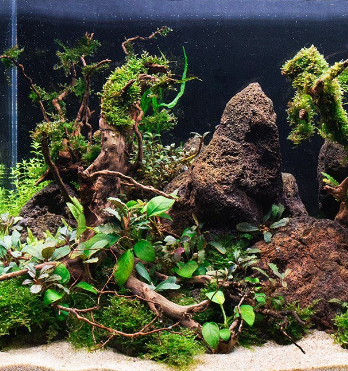 Spiderwood - De magie van aquascaping!