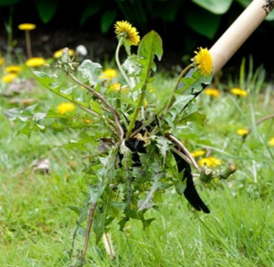 GreenGrip Pro: De Ultieme Onkruidverwijderaar