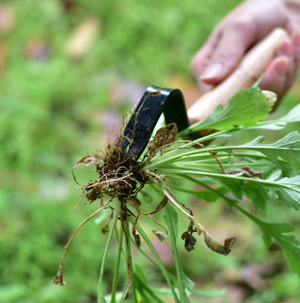 Compact Weed Puller: Het essentiële tuingereedschap